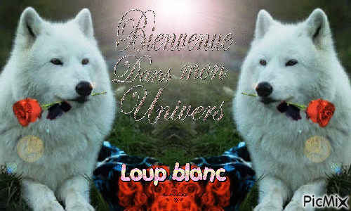 Loup blanc mon blog !!