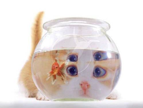 Poisson rouge !! 