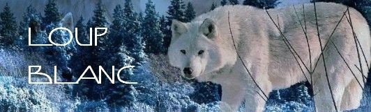 loup blanc 